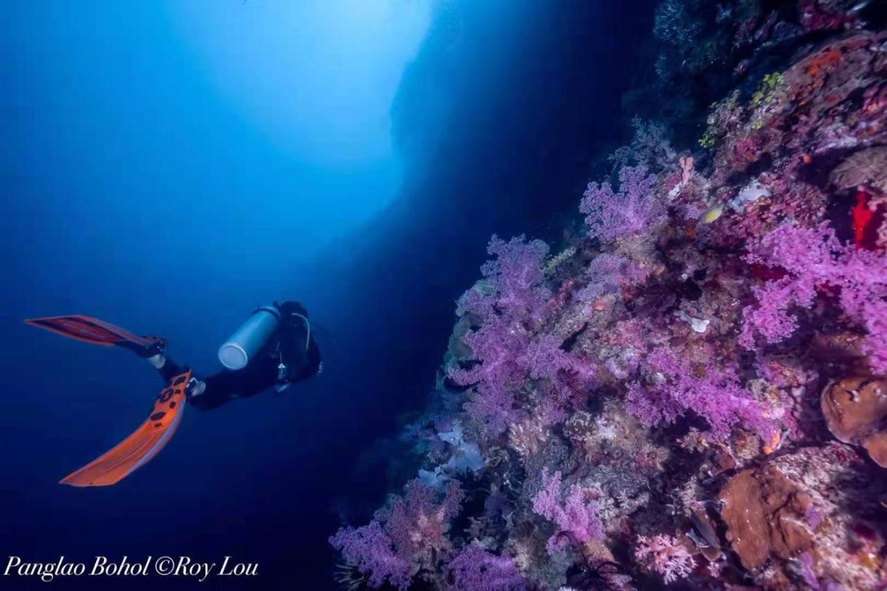 Ultra Mint Dive Resort Panglao Eksteriør billede